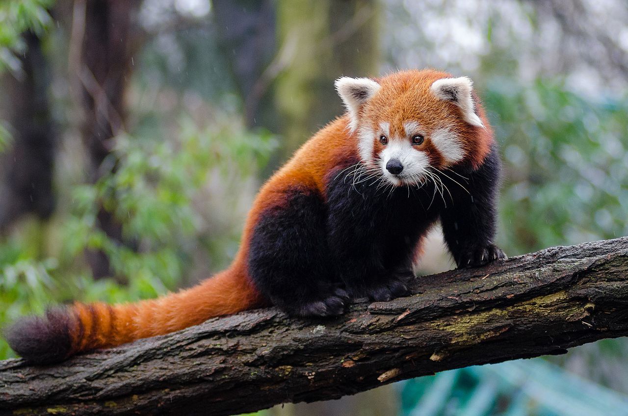 Red Panda at a zoo