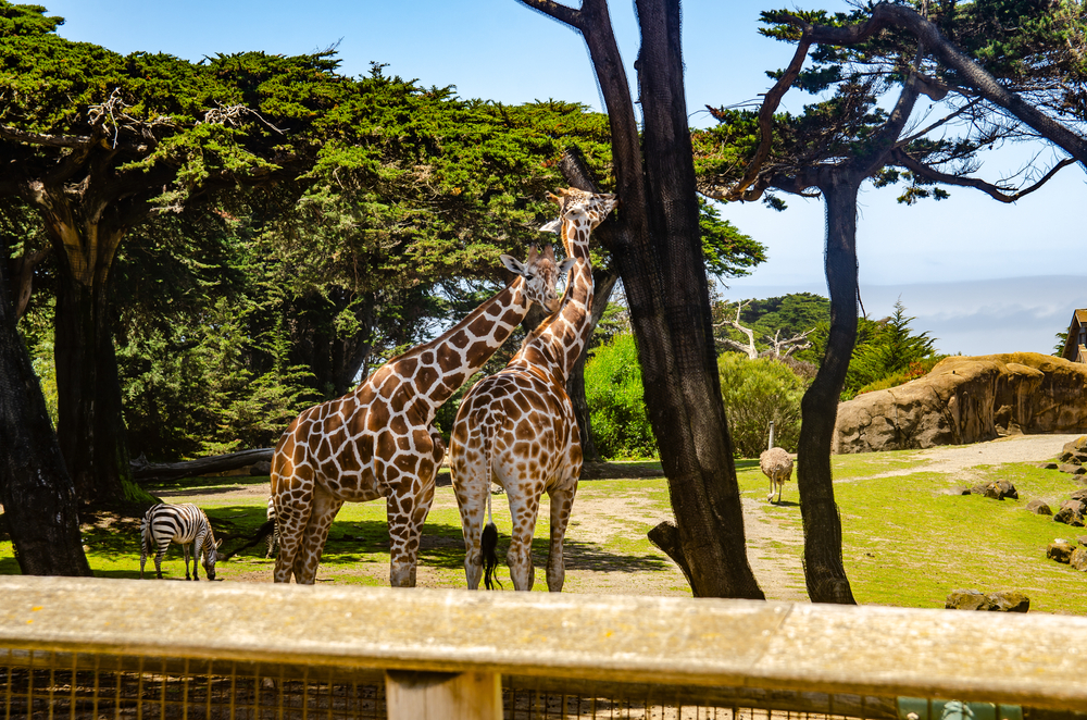 Giraffes at the San Francisco Zoo