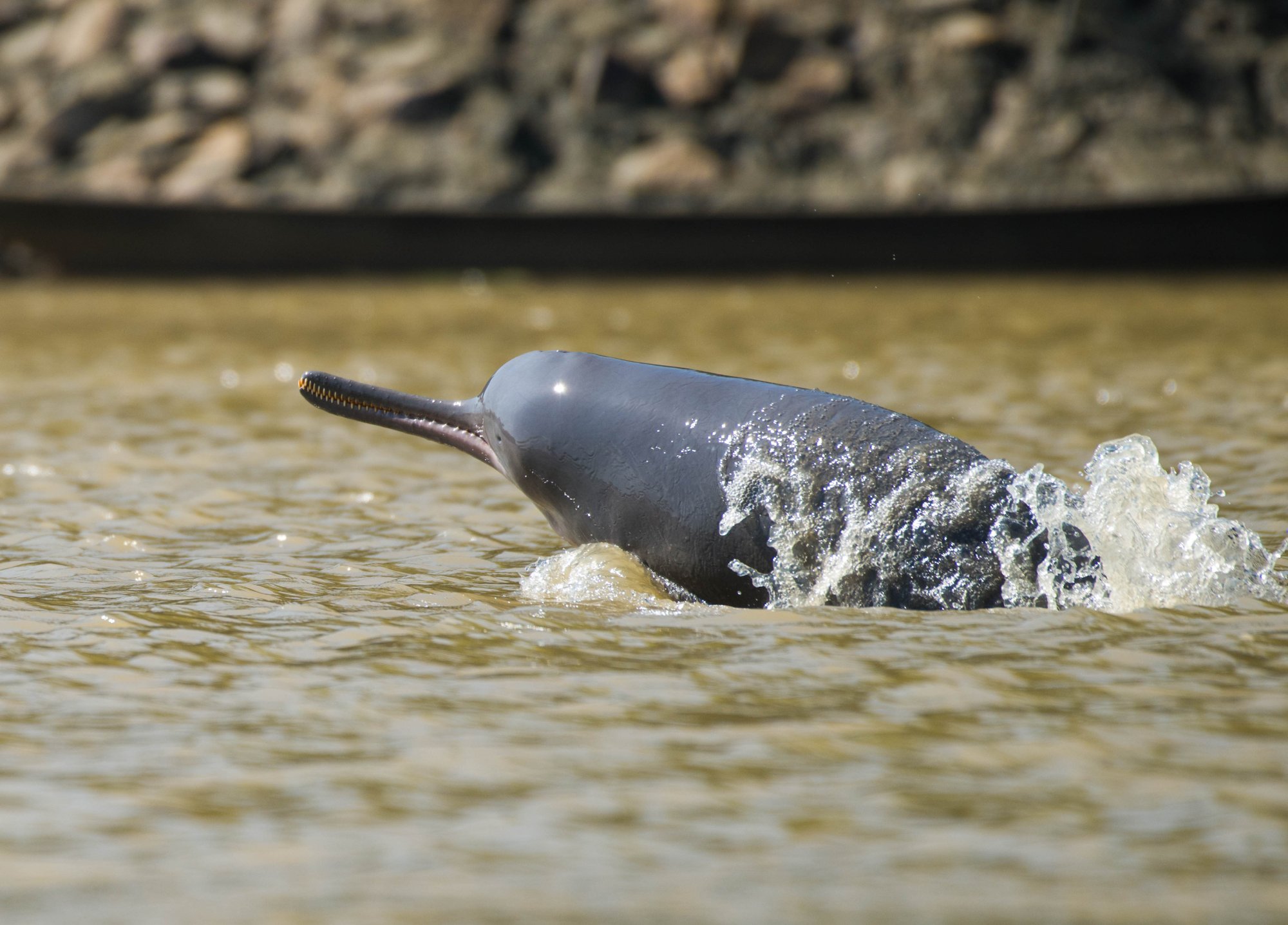 Asian river dolphne