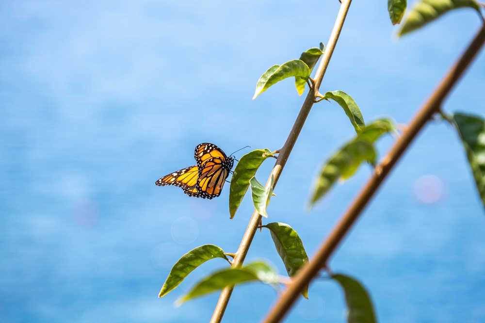 Monarch butterfly (Danaus plexippus)