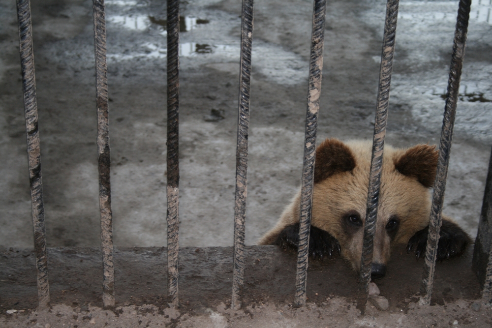 Brown Bear In A Cage At The Zoo