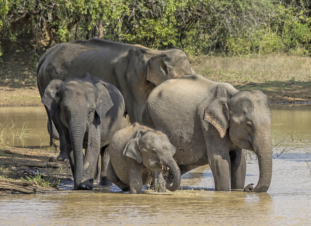 Group of Asian Elephants