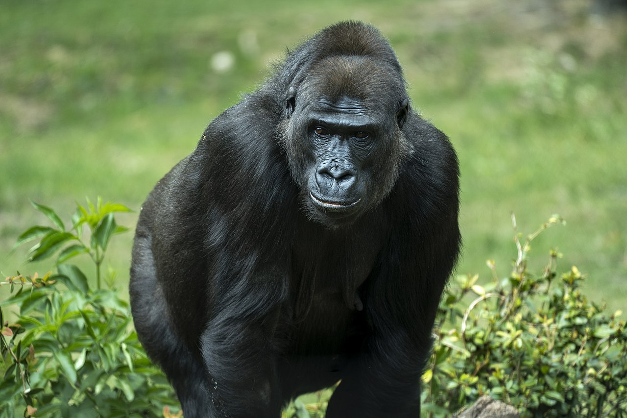 Western lowland gorilla