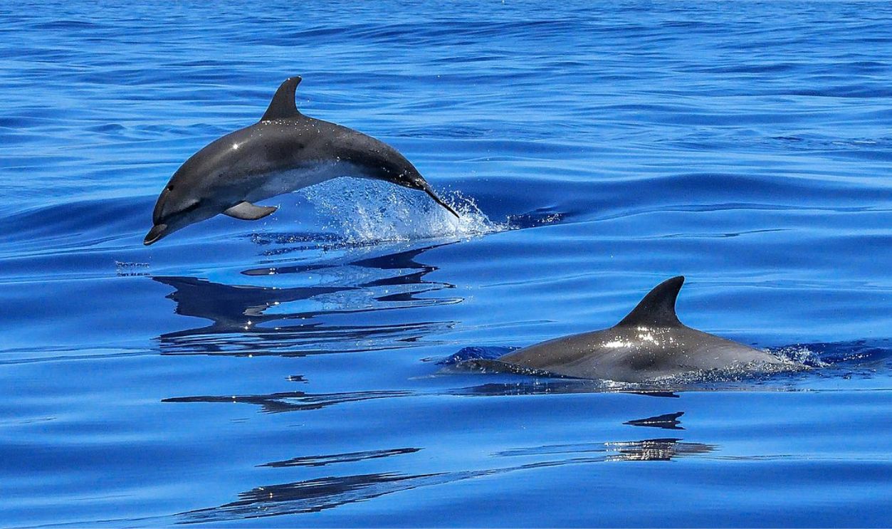 Dolphins