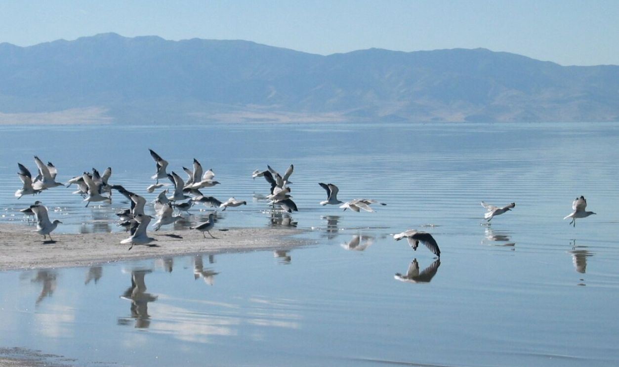 Birds flying at SaltLake