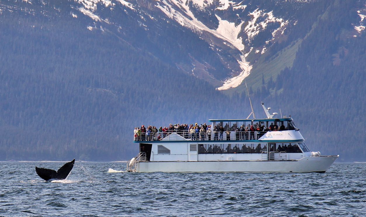 Alaska whale watching
