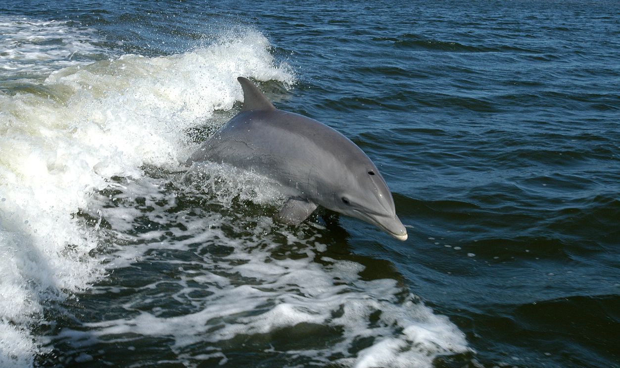 Bottlenose Dolphin