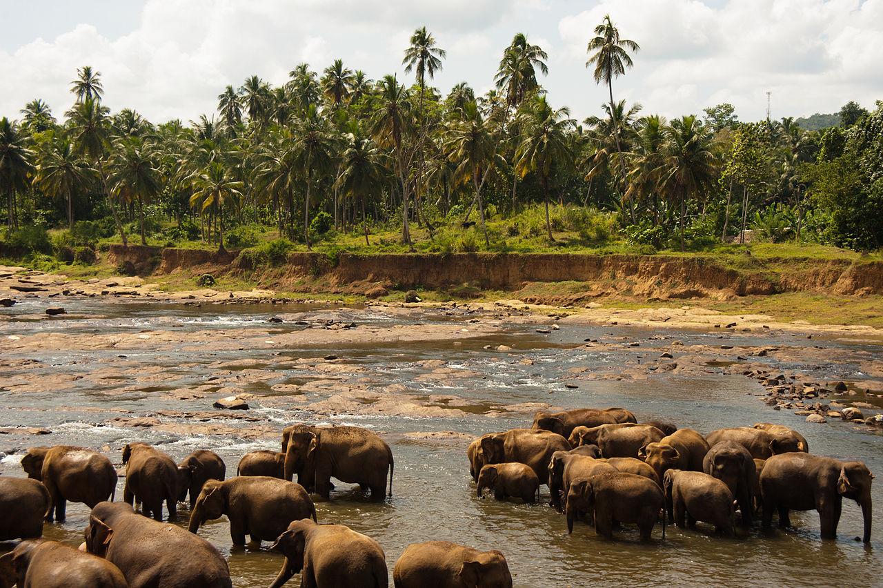 Bathing elephants