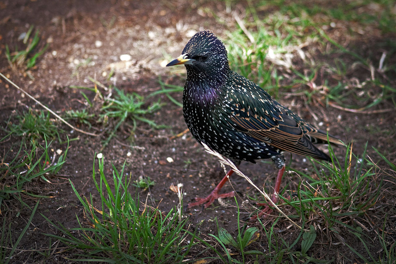 Sturnus Vulgaris - Starling