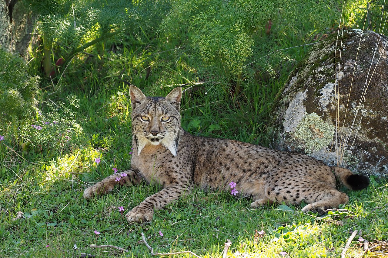 Female Iberian Lynx