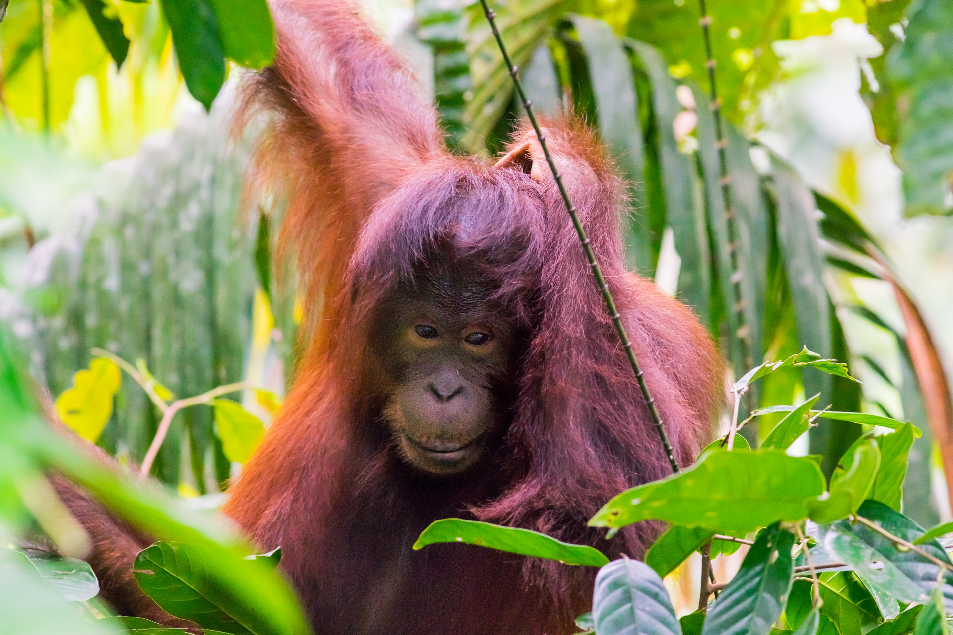 Endangered Orangutan In Borneo