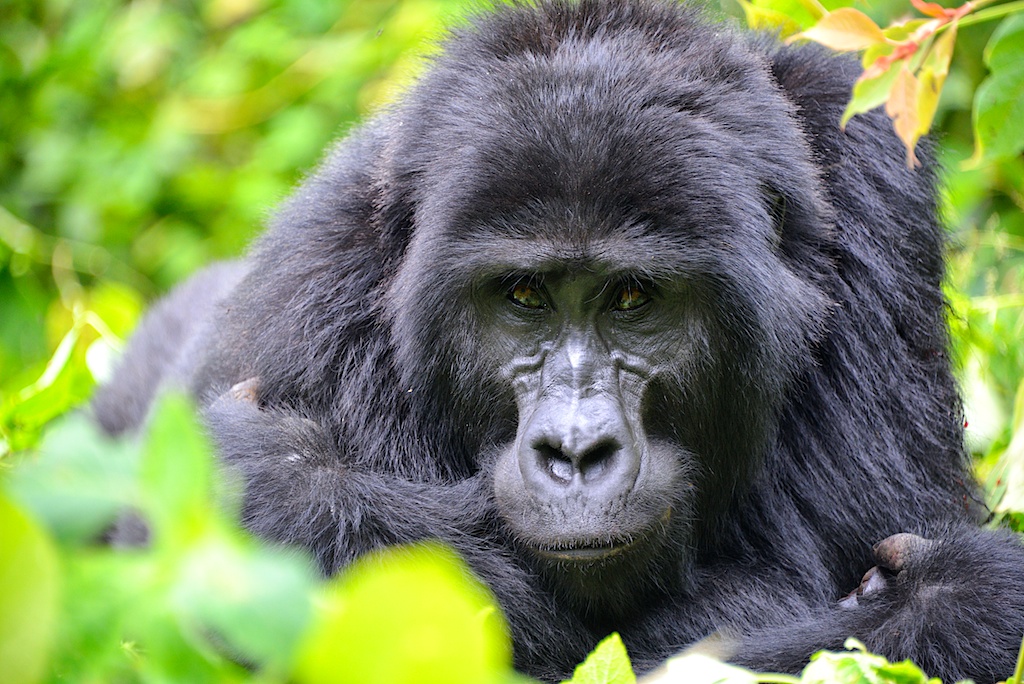 Mountain Gorilla Majesty in Uganda