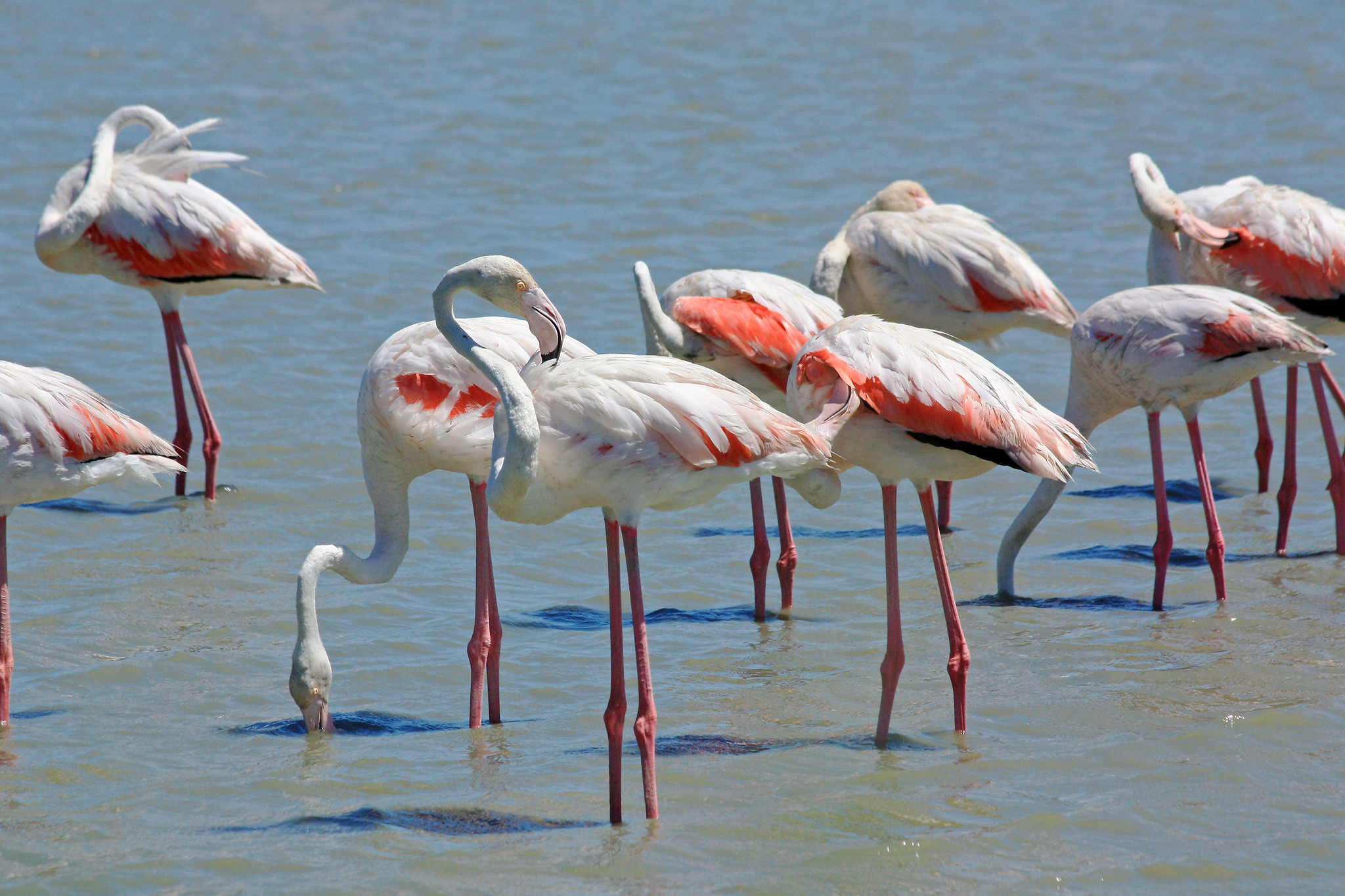 Flamingos in the Camargue