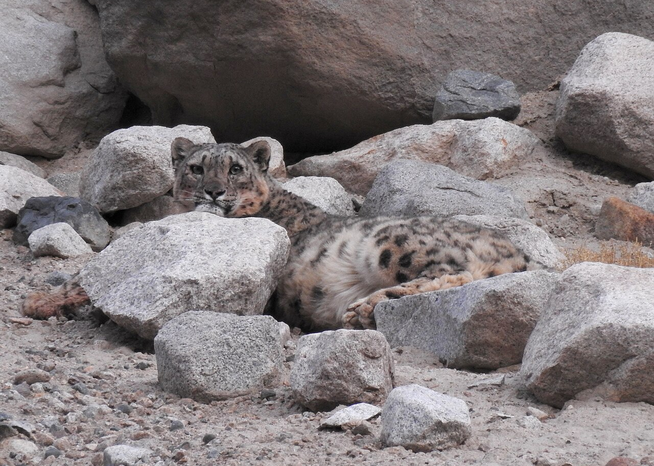 A Snow Leopard