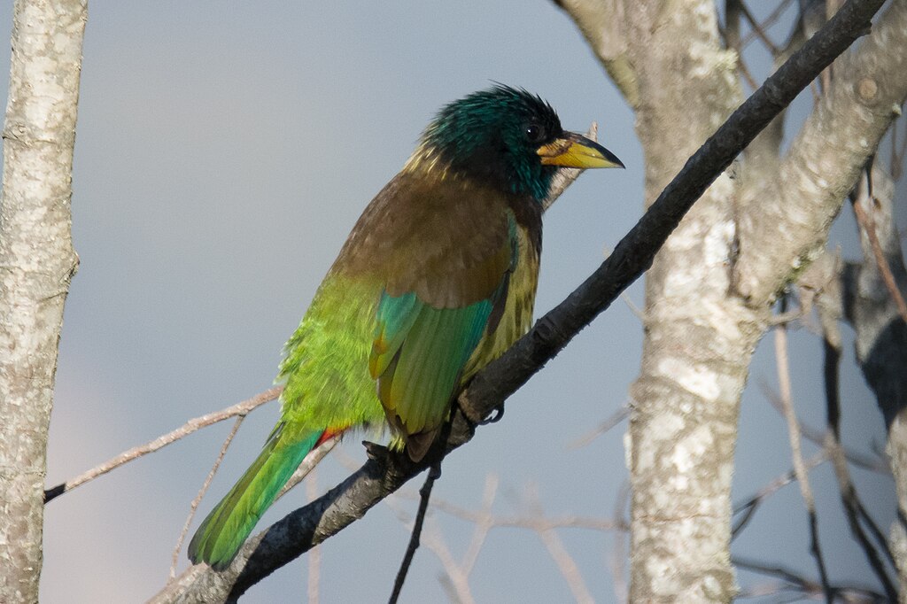 Great Barbet