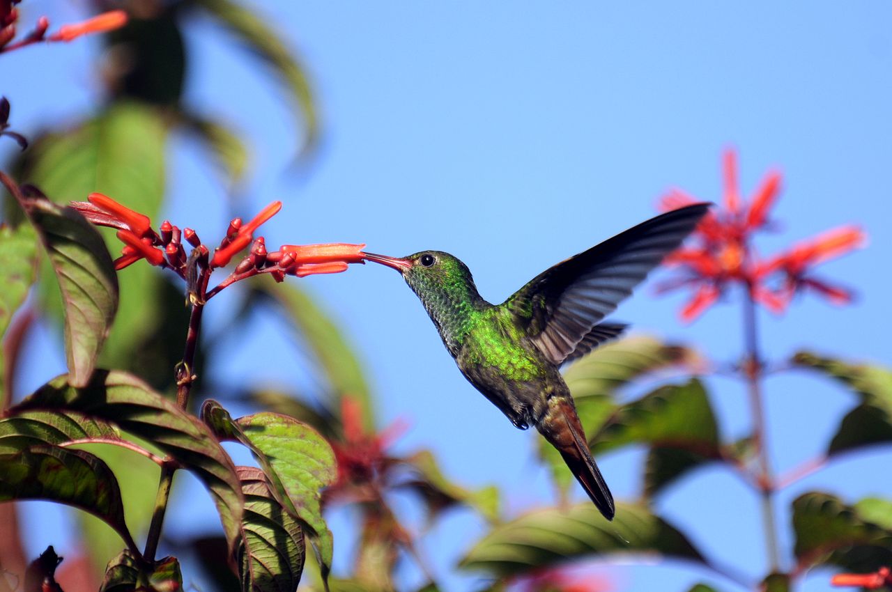 Hummingbird At La Selva Costa Rica