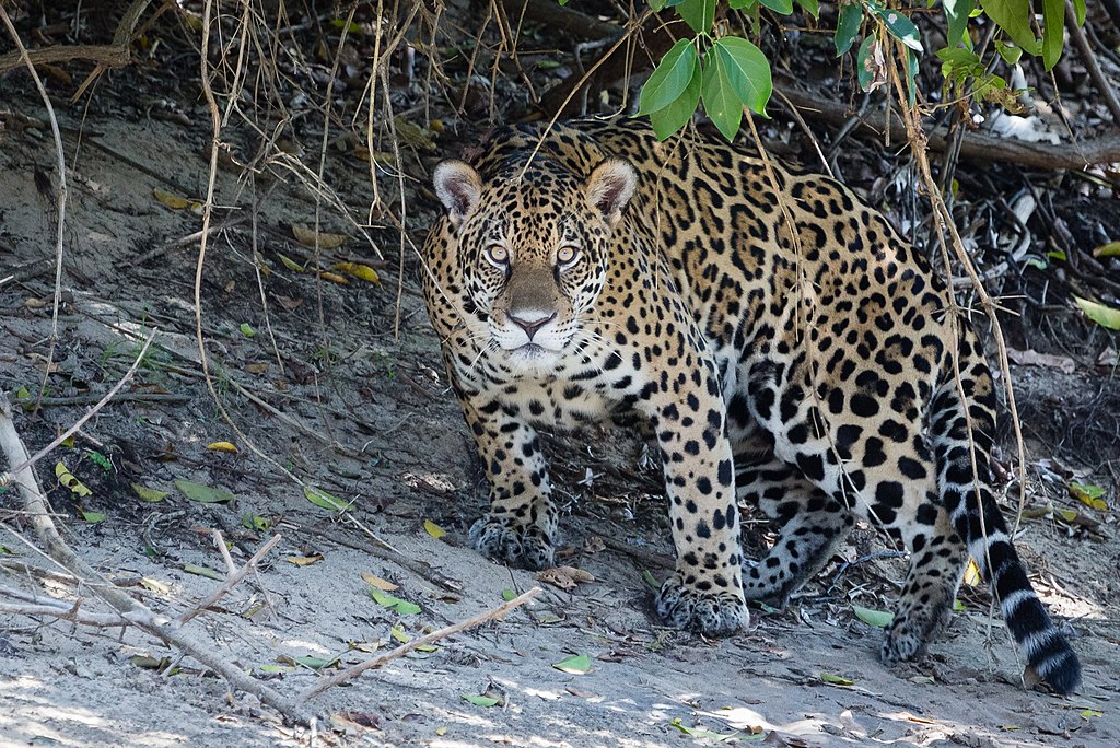 Jaguar In Pantanal, Brazil