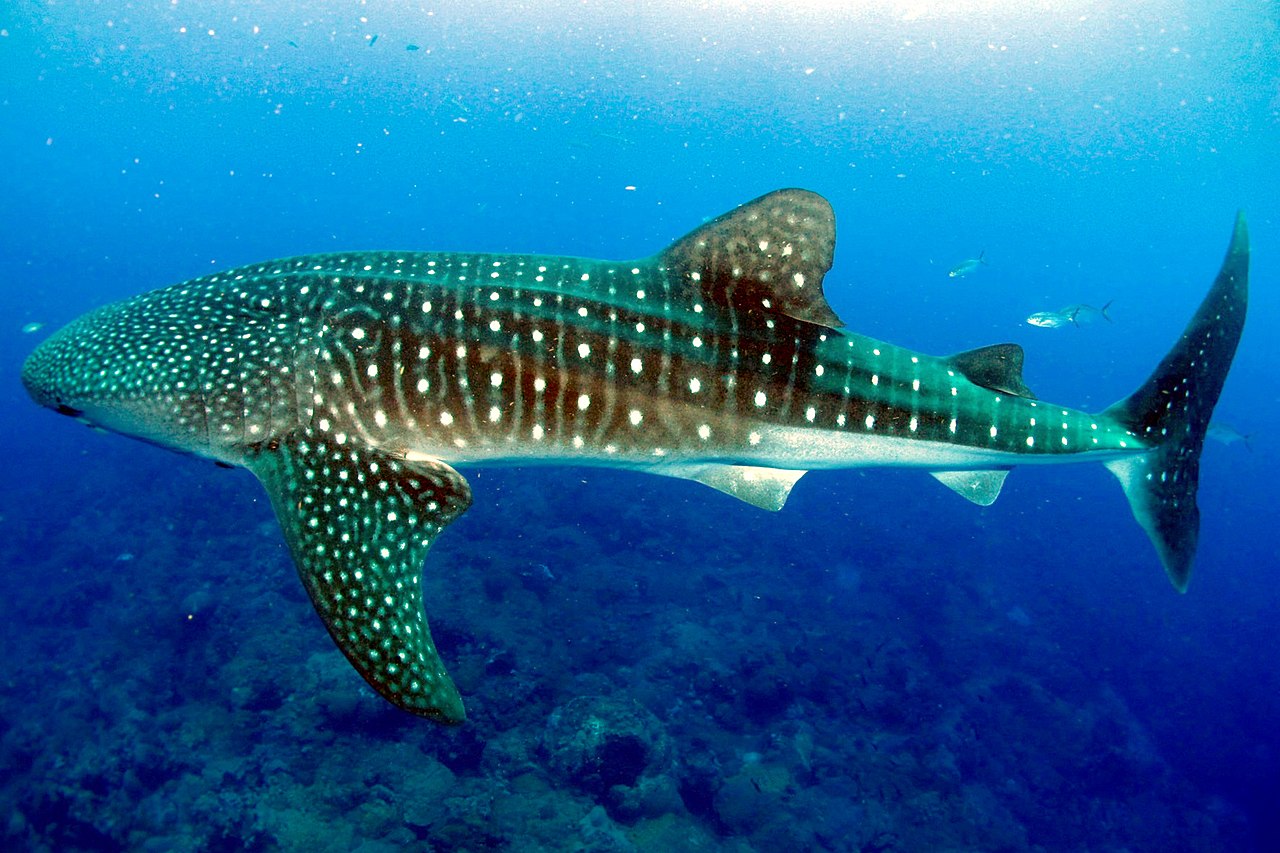 Whale shark