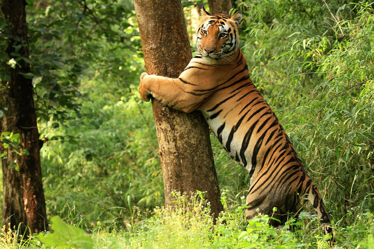 A Tiger in Kanha National Park