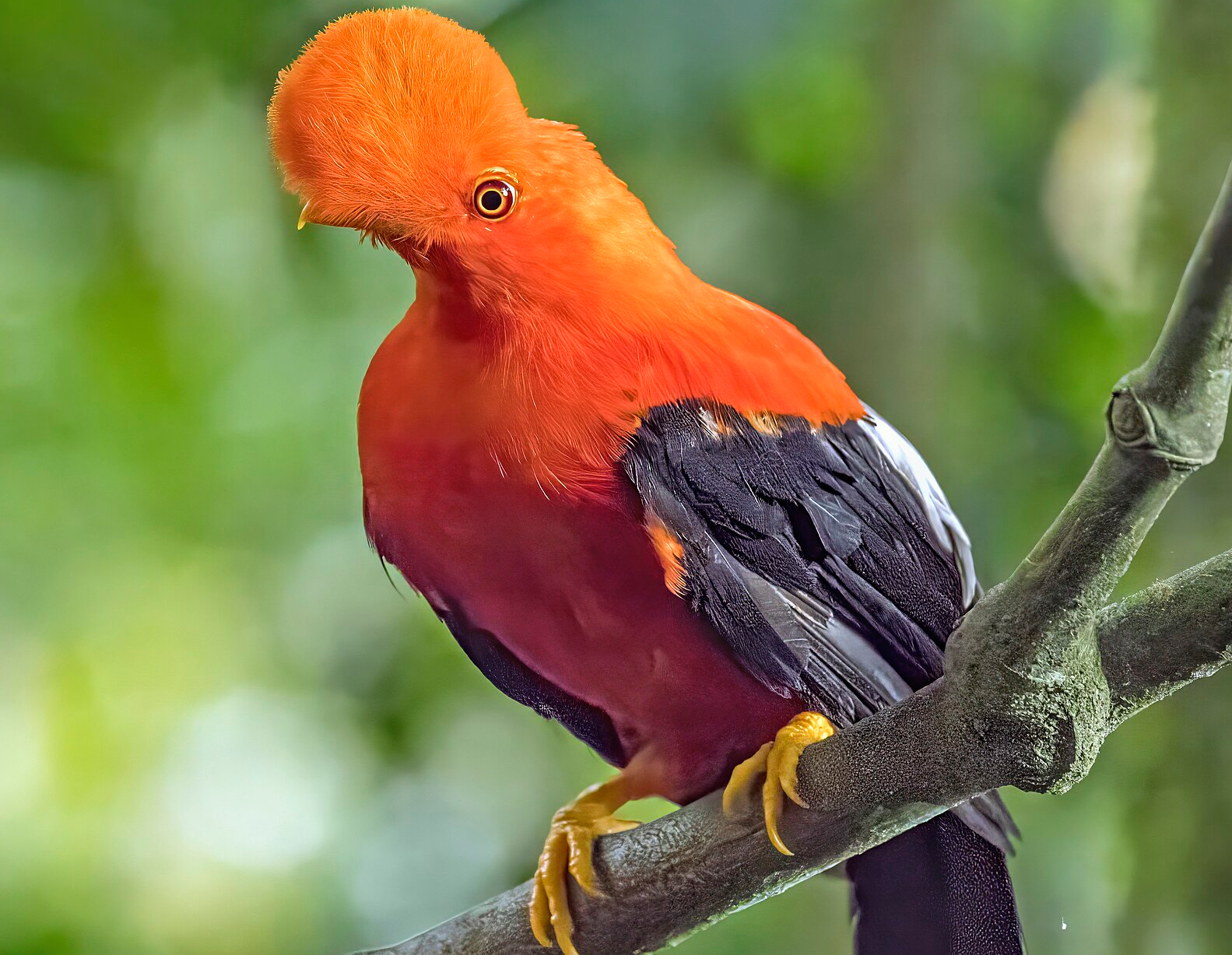 Andean cock-of-the-rock