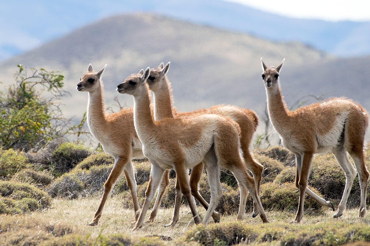 Guanacos (Lama Guanicoe)