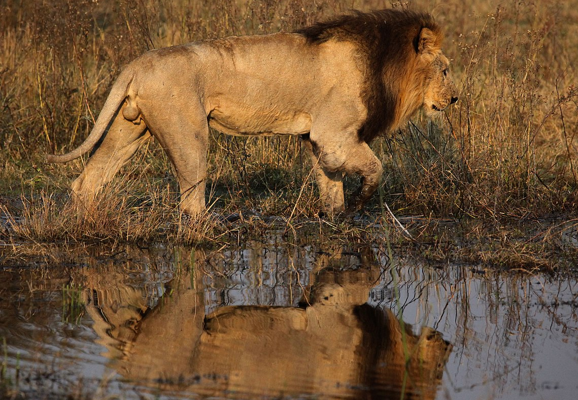 Lion, Okavango Delta Of Botswana