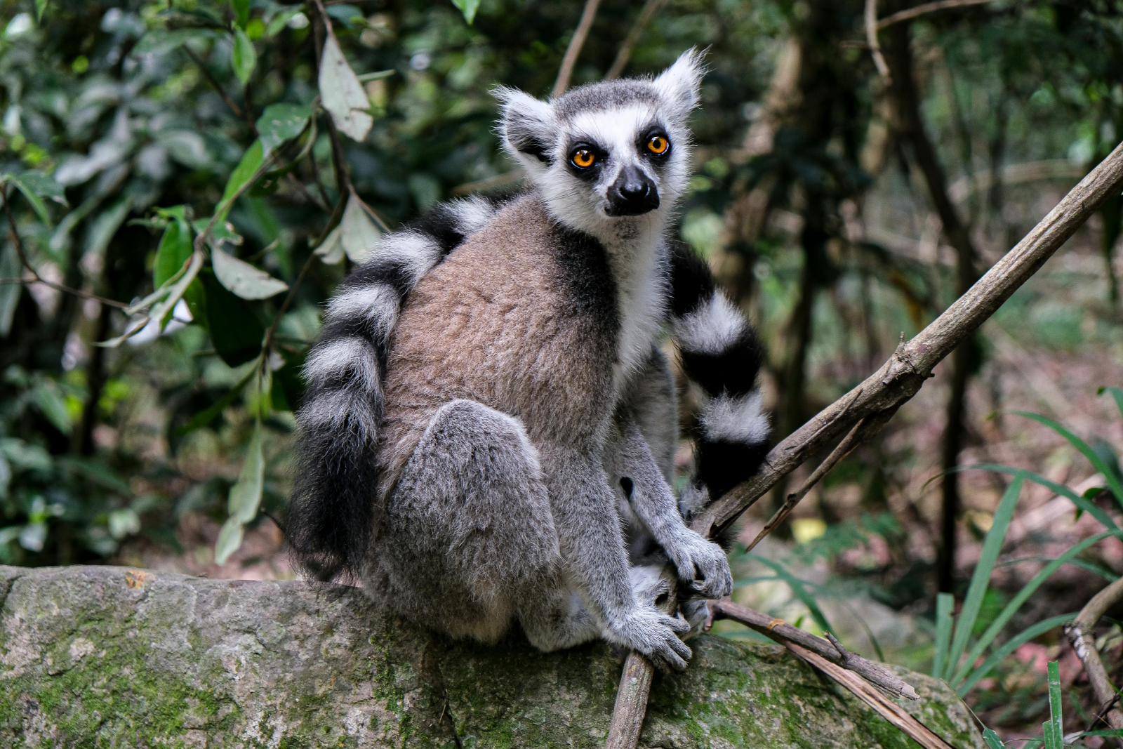 Madagascar's Lemur
