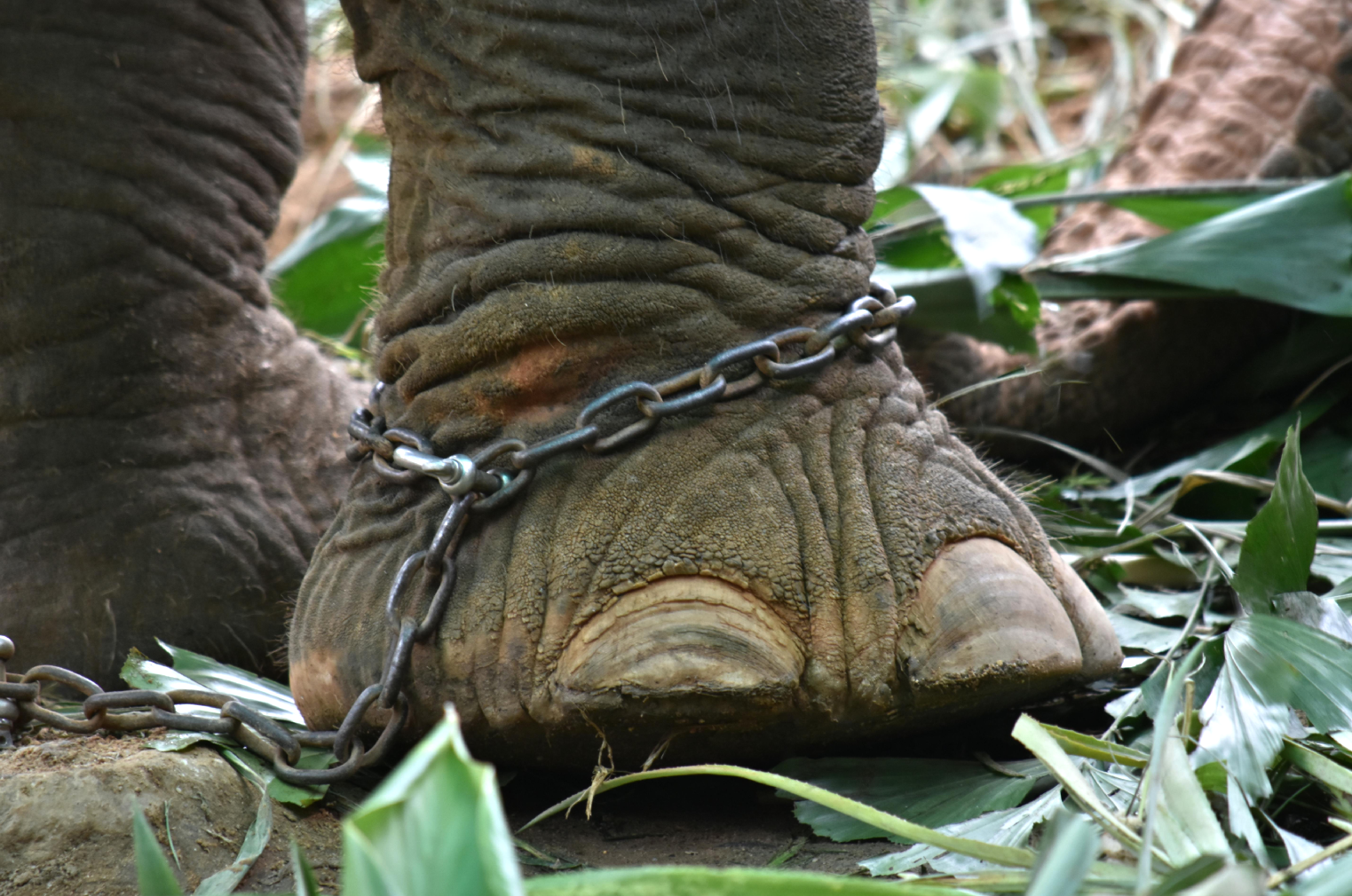 Chained Elephant's leg