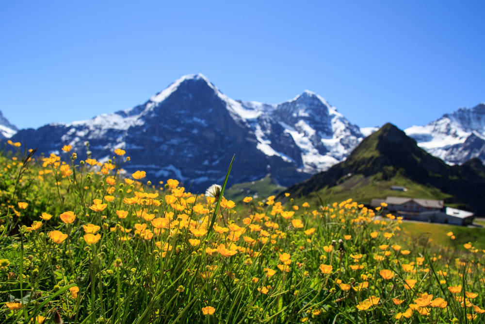 Buttercups in Switzerland