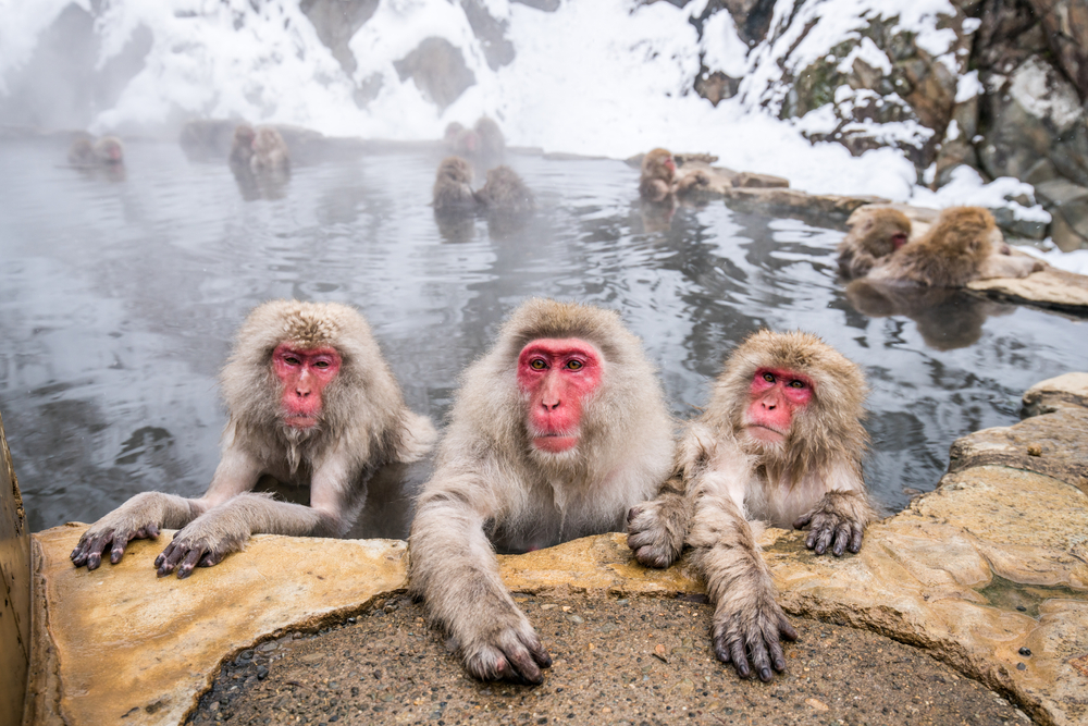 Nagano Snow Monkey Park