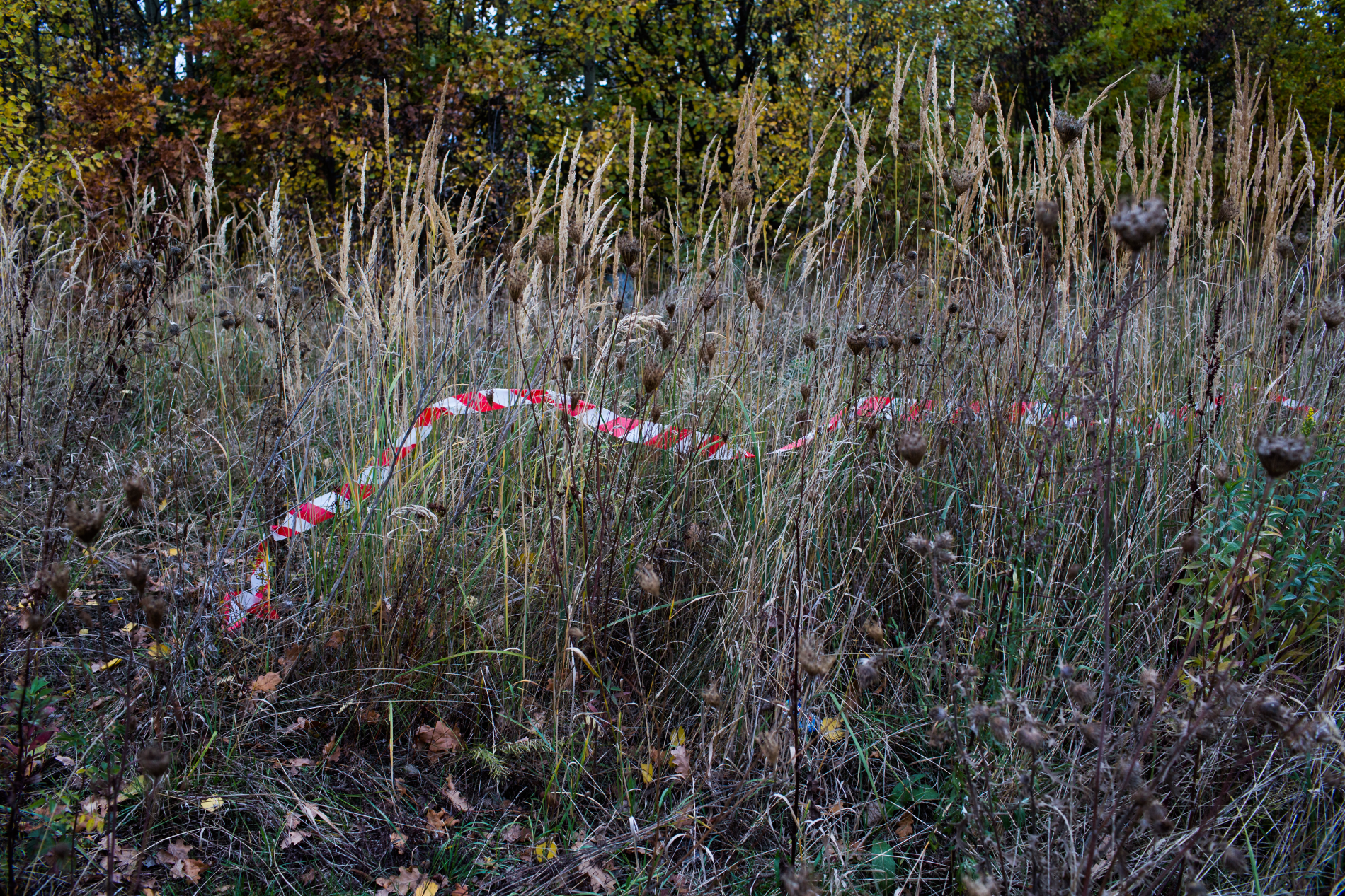 The forest around the Ksiaz Castle