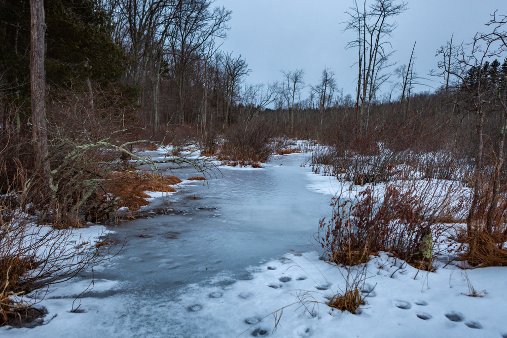 Grassy Pond Conservation Area or raw nature in winter time, Massachusetts, United States