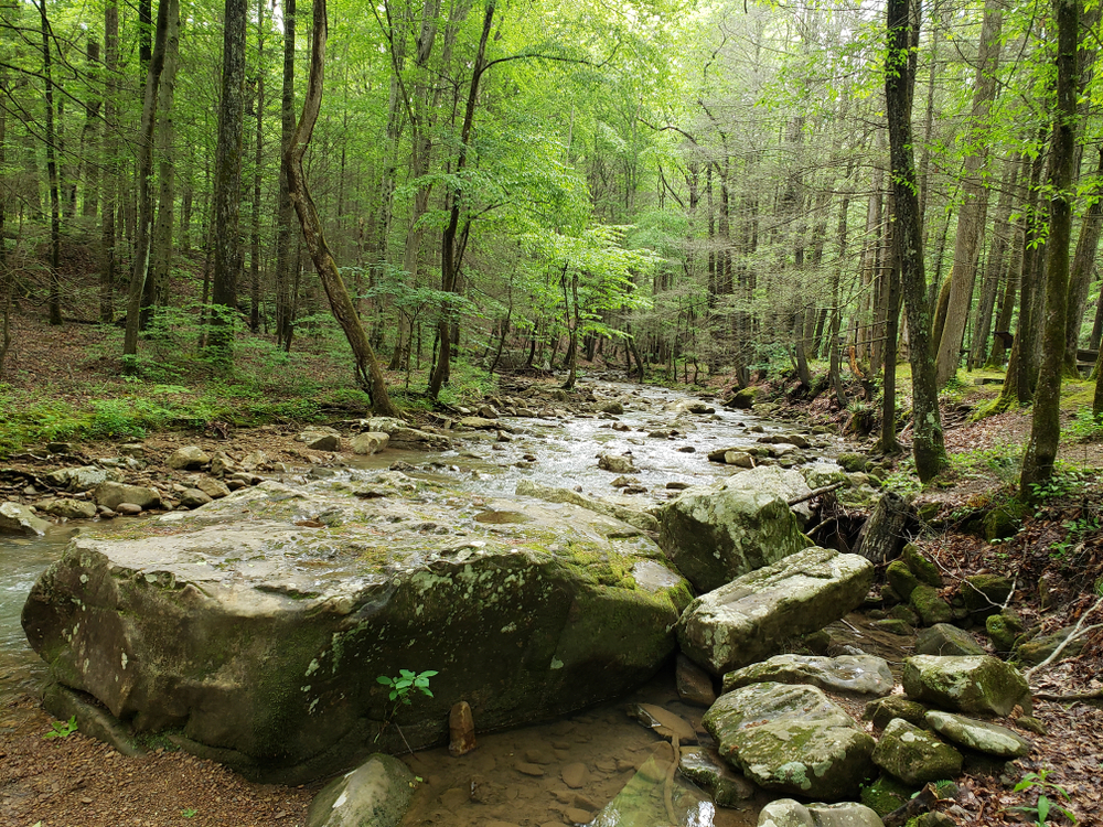 Picture taken at Frozen Head State Park in Tennessee in May 2019.