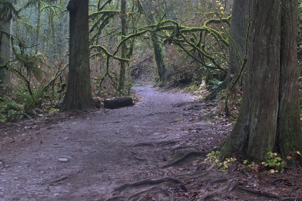 Lower Macleay Trail. The trail follows Balch Creek in Portland's Forest Park.