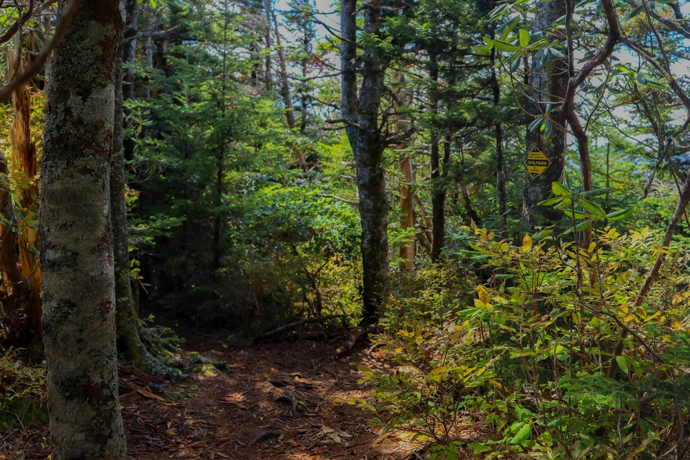 Black Mountain Crest Trail in North Carolina