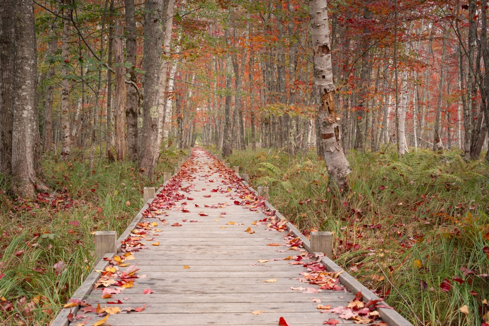 Early autumn along Jesup Path in Acadia National Park
