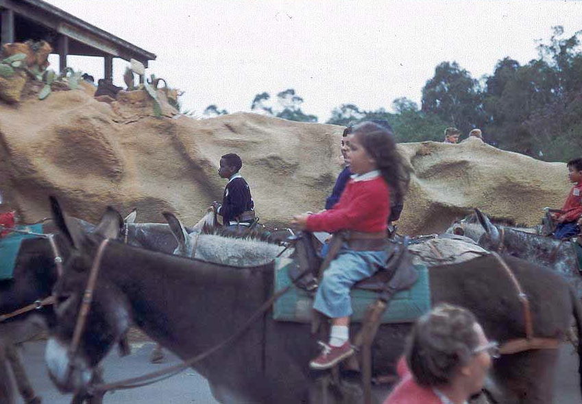 Mule riding at Disney