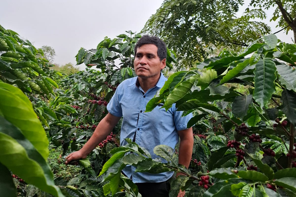 File:Coffee plantations in Peru.jpg