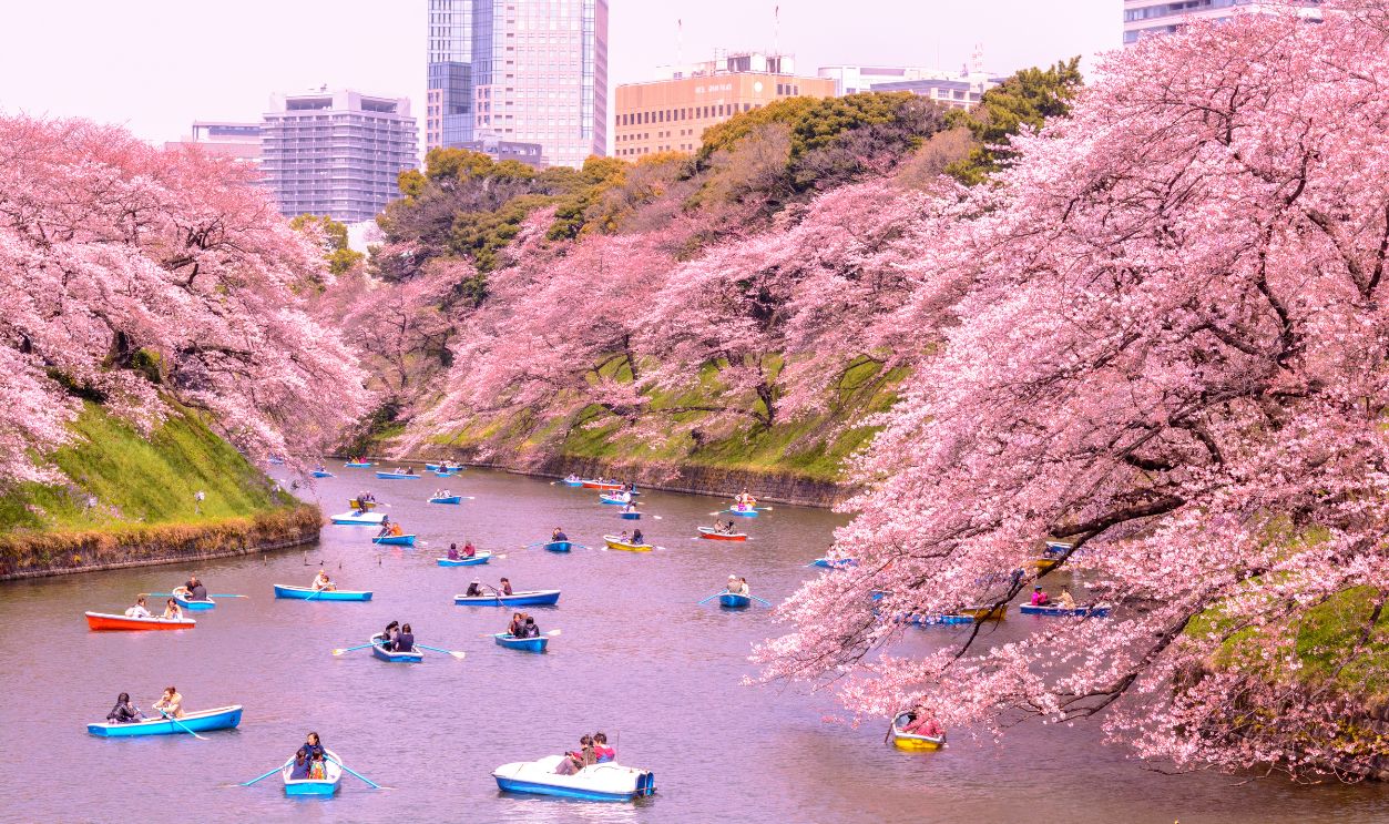 Cherry Blossom Festival, Japan