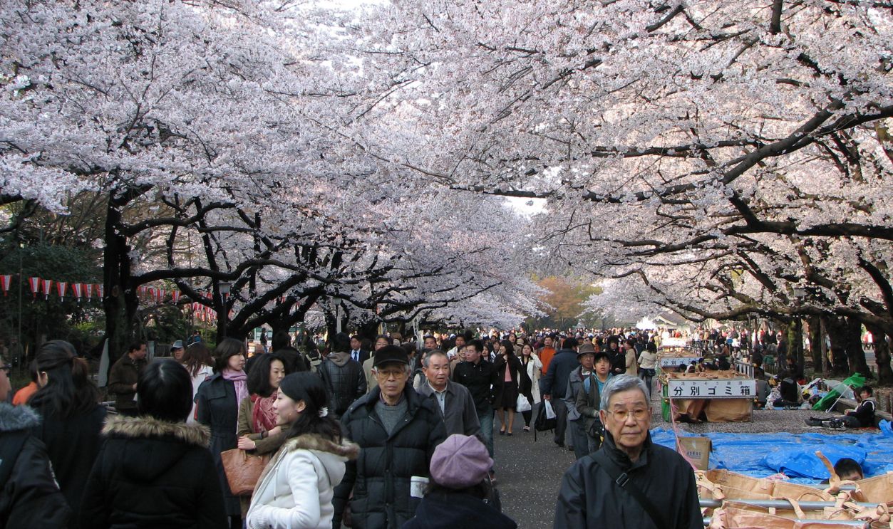 Cherry Blossom Festival, Japan