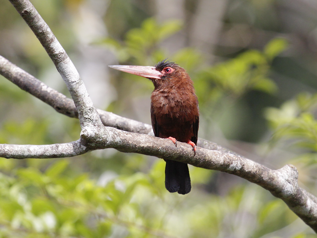 File:Galbalcyrhynchus purusianus -Manu National Park, Peru-8.jpg