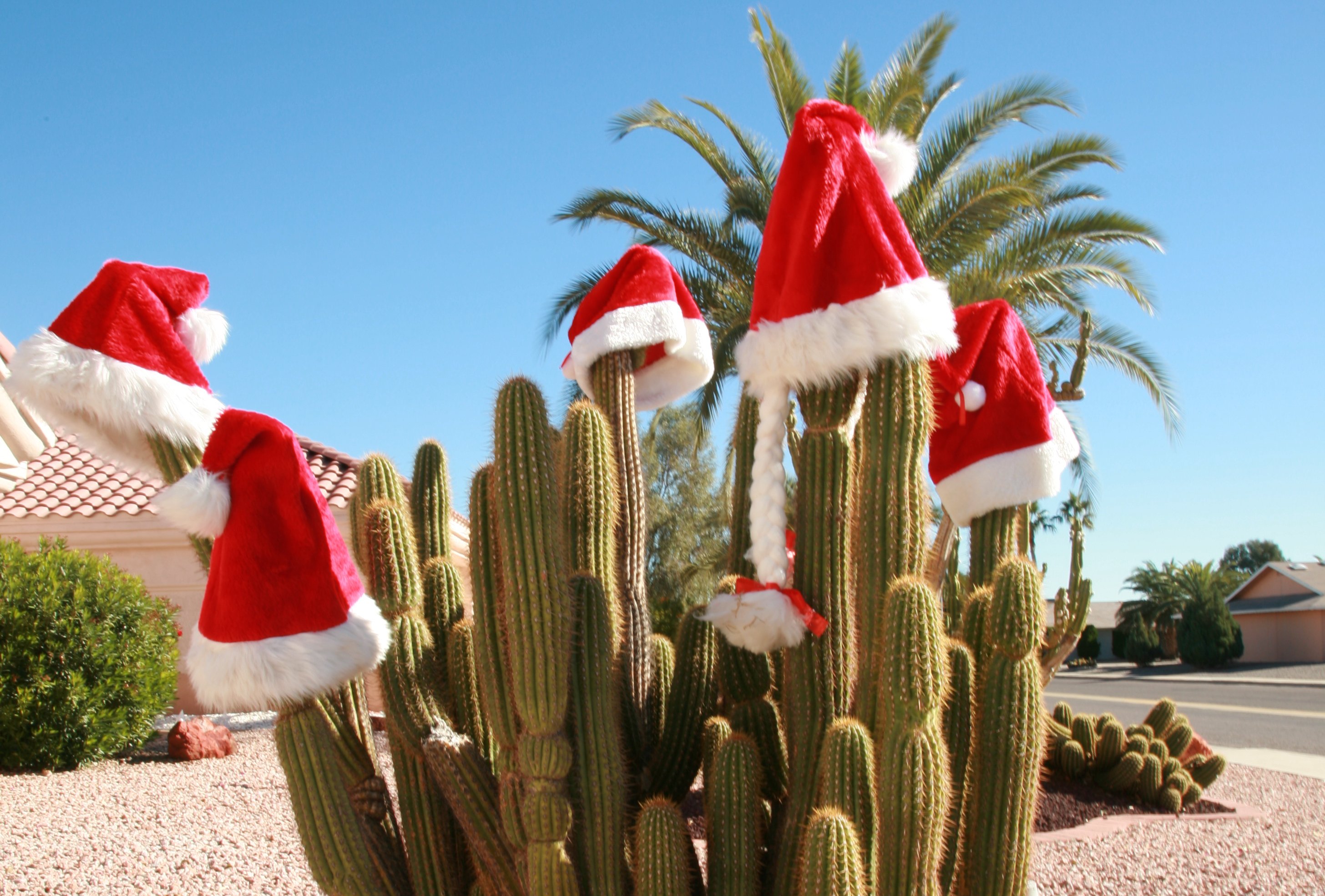 Saguaro Cactus wearing