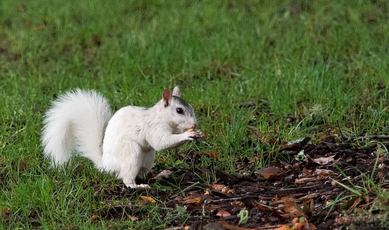 White Squirrel