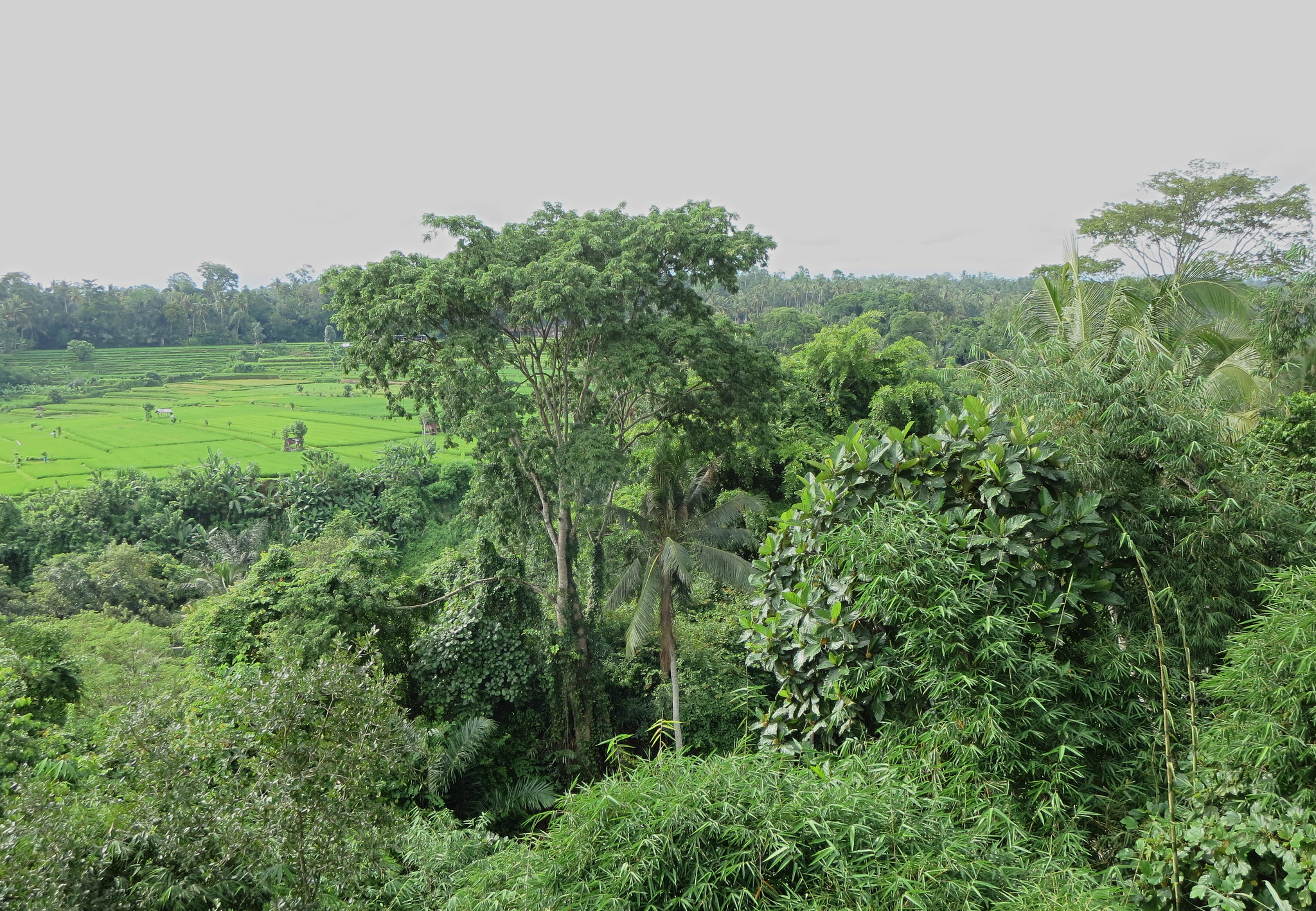 Rice Terraces View from Bambu Indah hotel