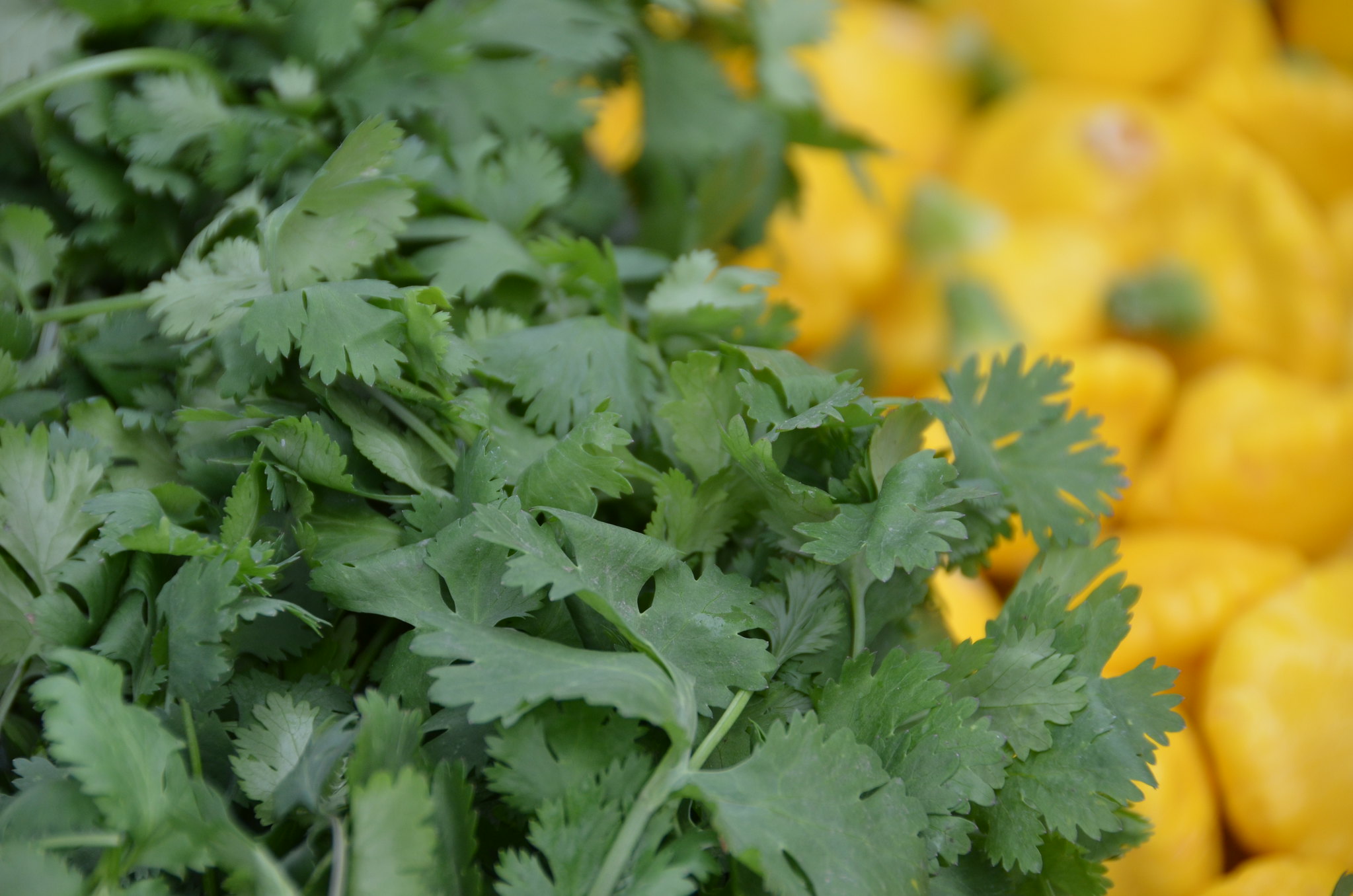 Fresh Cilantro Leaves