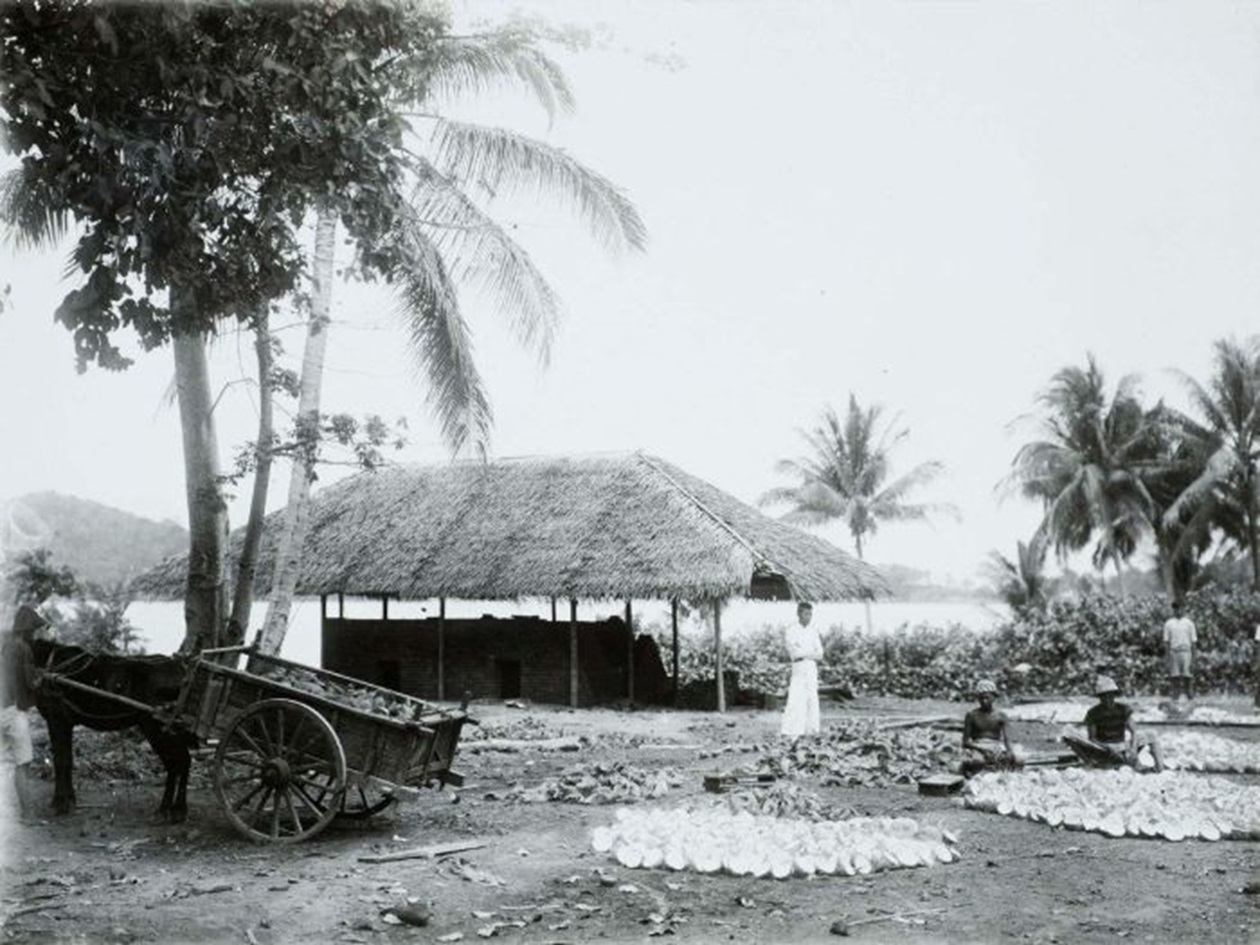 Drying copra - between 1915 and 1926