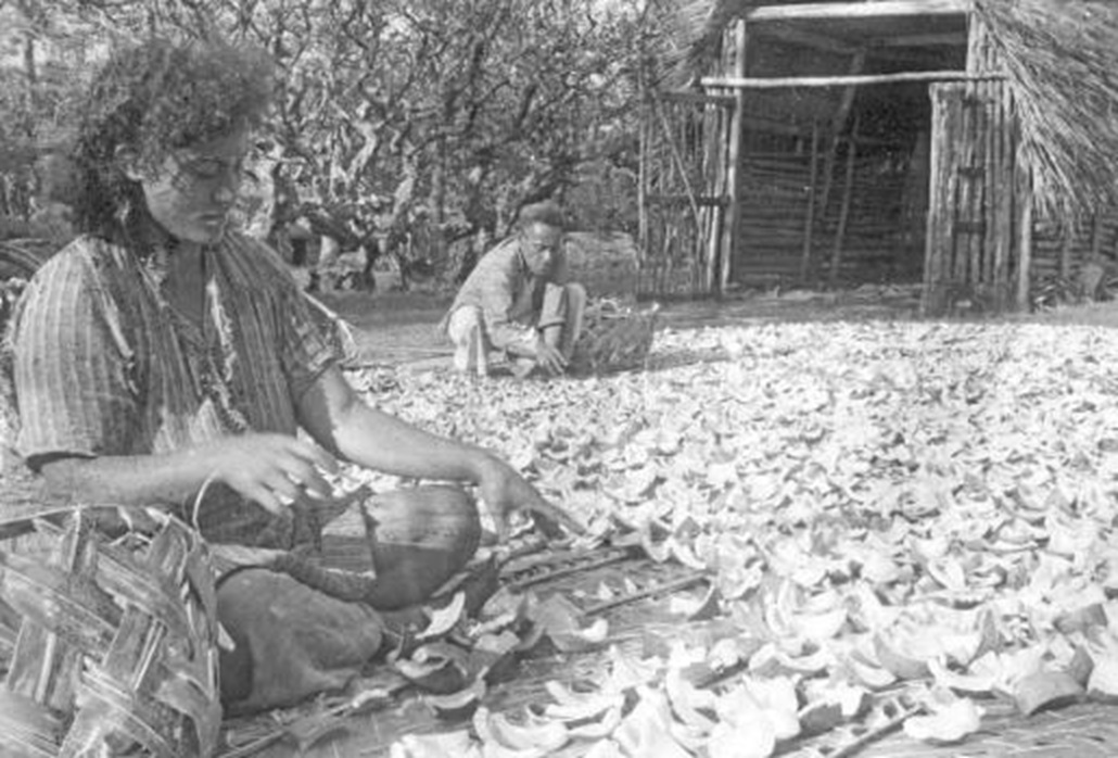 Drying Copra In 1967