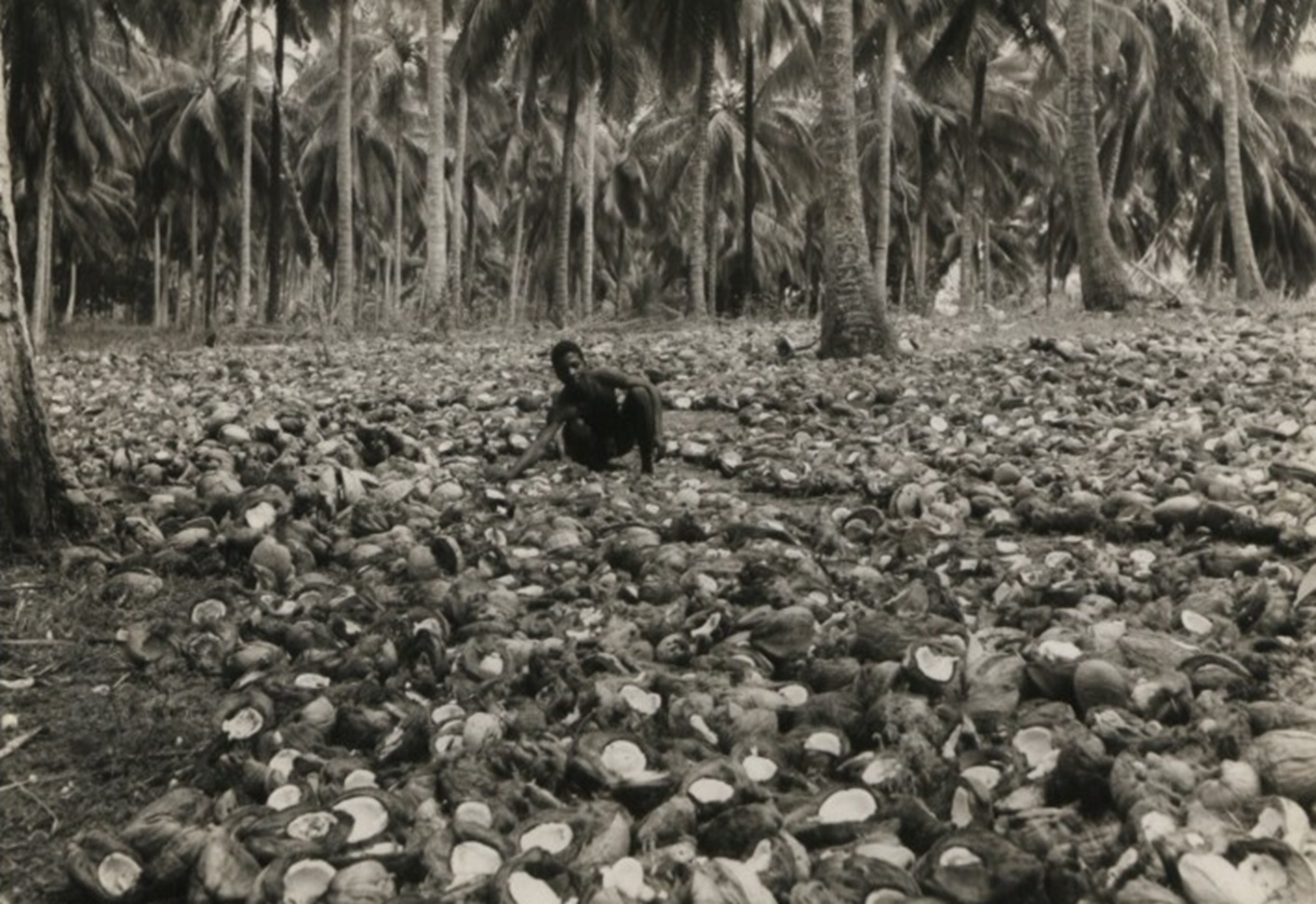 Drying Copra on Mafia Island off the Tanganyika coast.