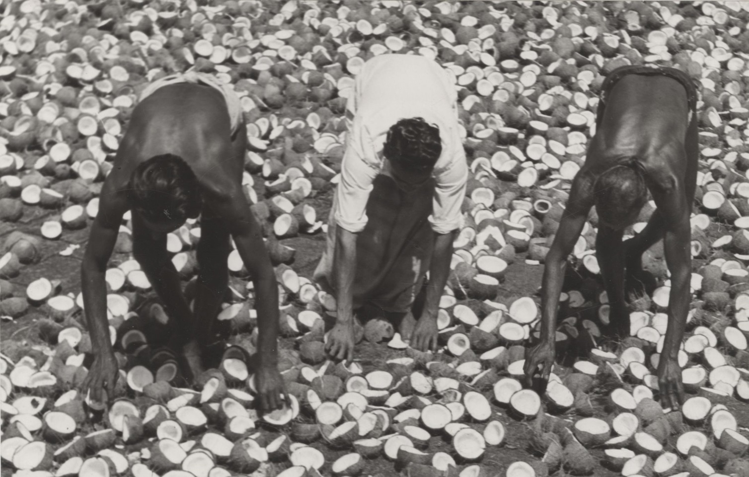 Copras - Dried Coconuts, Used For Oil And Margarine 1958