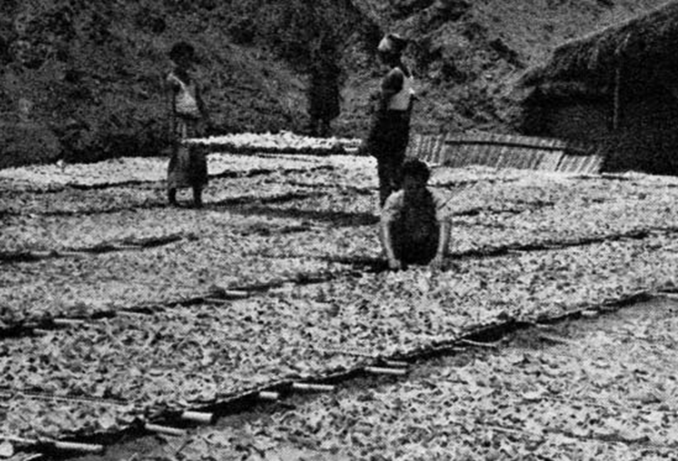 Sun-Dried Copra, Know Indonesia